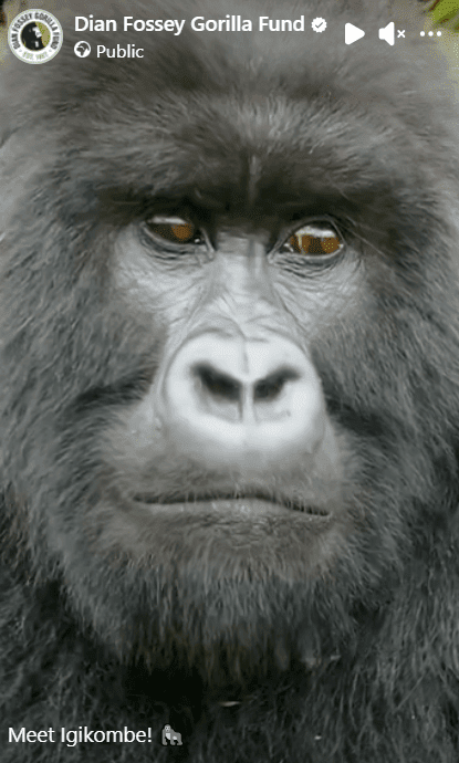 Meet Igikombe! 🦍 a 10 year blackback - CoolApe.co.uk