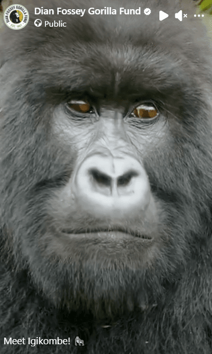 Meet Igikombe! 🦍 a 10 year blackback - CoolApe.co.uk